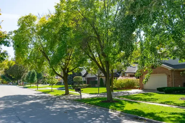 Christi's Trees