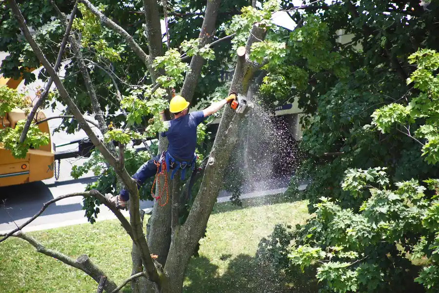Jim's Trees
