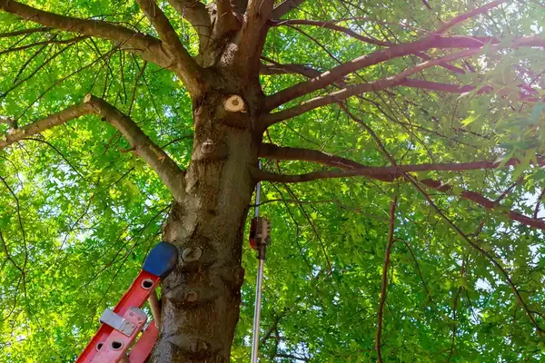 Lisa's Tree Trimming